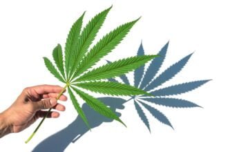 Cannabis e o Ambiente de Trabalho: O Que a Ciência Diz Sobre Seu Uso e Impacto